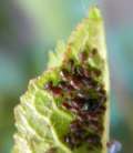 2013-06-18BlackCherryAphid.jpg