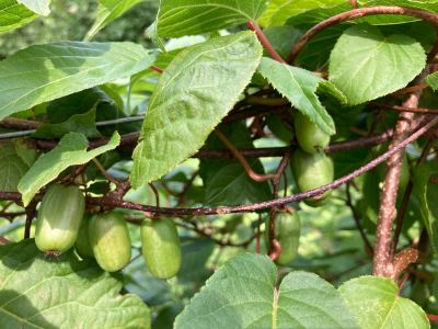 2025-08-08kiwiberriesredbeautyx