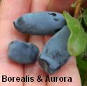 Aurora Borealis Berry Comparison.jpg