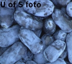 2012-07-30 Indigo Gem berries on bush x.jpg