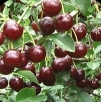 cherries3.jpg