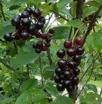 chokecherryberries150.jpg