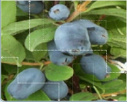 Honeyberry Fruit