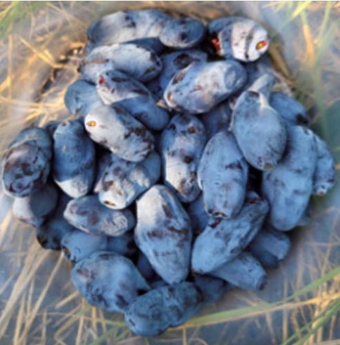 borealblissberries2026.jpg